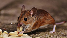 24 Hour & Emergency Exterminators in Middleburg, PA